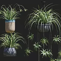 Hanging Potted Plants With Different Styles Various Colored Pots Long Slender Leaves And Hanging Branches