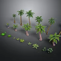 Various Sizes And Types Of Palm Trees With Small Green Plants Arrangement