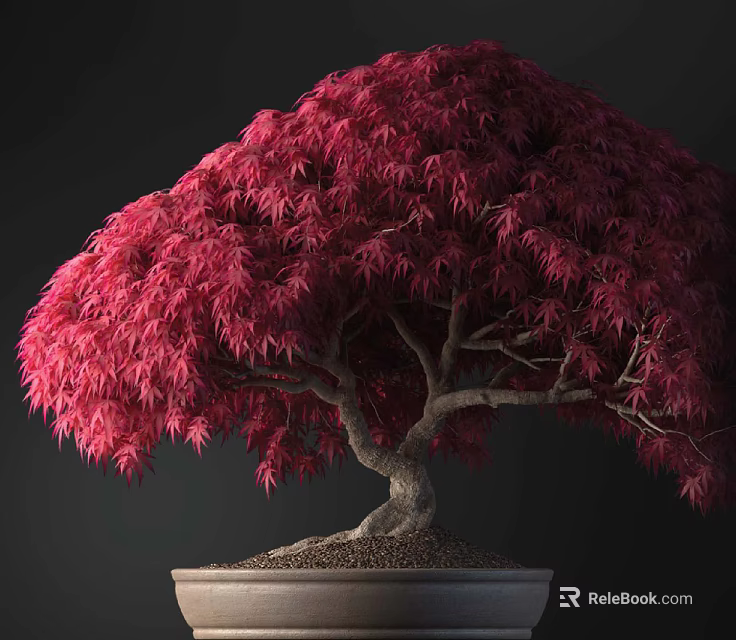Beautiful Bonsai Plant With Vibrant Red Leaves And Curved Trunk In Pot 3d model 