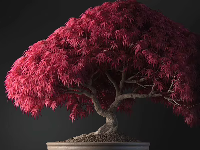 Beautiful Bonsai Plant With Vibrant Red Leaves And Curved Trunk In Pot 3d model