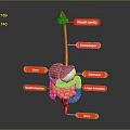 Detailed Anatomical Structure of Abdominal Organs Including Liver Stomach Small and Large Intestines