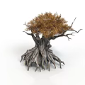 Ancient Tree With Thick Trunk Extensive Roots And Orange Yellow Foliage