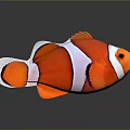 Orange And White Clownfish With Black Stripes On Gray Background With Reflection 3d model
