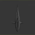 Realistic 3D Gray Shark Model With Dorsal Fin Tail Fin And Reflection On Dark Background