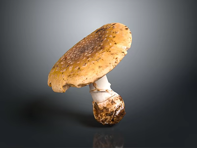 Fresh Wild Mushroom with Brown Spotted Cap White Stem and Soil Base 3d model