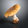 Fresh Wild Mushroom with Brown Spotted Cap White Stem and Soil Base
