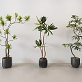 Three Bonsai Plants In Black Pots Placed Against White Wall On Light Tabletop