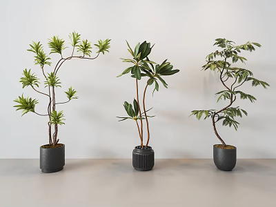 Three Bonsai Plants In Black Pots Placed Against White Wall On Light Tabletop 3d model