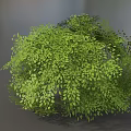 Lush Green Bush With Dense Small Leaves In Natural Garden Landscape