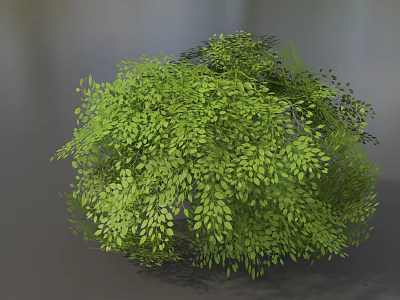 Lush Green Bush With Dense Small Leaves In Natural Garden Landscape 3d model