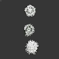 Frosted Chrysanthemum Flowers With White Fluffy Petals And Delicate Structure