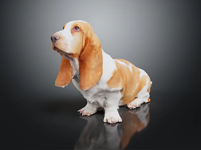 Brown And White Basset Hound With Long Ears Sitting On Dark Background With Reflection 3d model