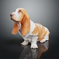 Brown And White Basset Hound With Long Ears Sitting On Dark Background With Reflection