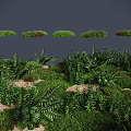 Lush Green Ferns And Different Grass Types In Natural Vegetation Scene