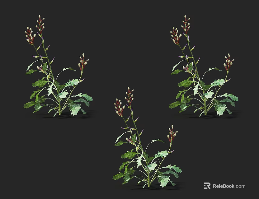 Three Fresh Plants With Green Leaves And Brown Buds On Black Background 3d model 