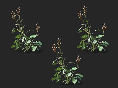 Three Fresh Plants With Green Leaves And Brown Buds On Black Background 3d model