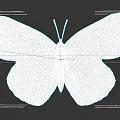 Beautiful White Butterfly With Brown Edges Spots And Yellow Dots On Wings Against Black Background