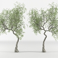 Modern Trees Trees 3d model