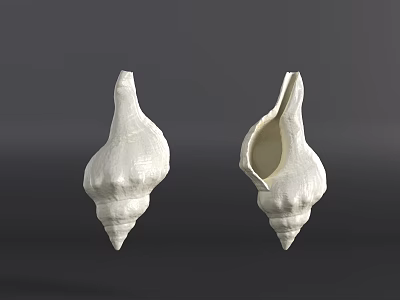 Two White Seashells One Closed And One Open On Gray Background 3d model