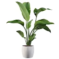Indoor Garden Accent Piece With Tall Green Plants Large Leaves And White Ceramic Pot