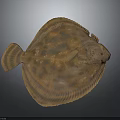 Flat Bodied Flounder With Brown And Black Spots On Dark Background Close Up View