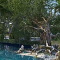 Serene Garden Landscape With Ancient Banyan Tree And Clear Pond Surrounded By Lush Green Plants