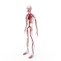 Human Body Organ System Showing Blood Vessels and Circulatory Network Anatomical Structure