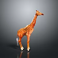 Spotted Giraffe With Long Neck Standing On Gradient Gray Black Background With Ground Reflection 3d model