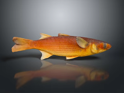 Orange Red Fish With Shiny Scales On Dark Background Showing Reflection 3d model