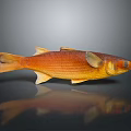 Orange Red Fish With Shiny Scales On Dark Background Showing Reflection 3d model
