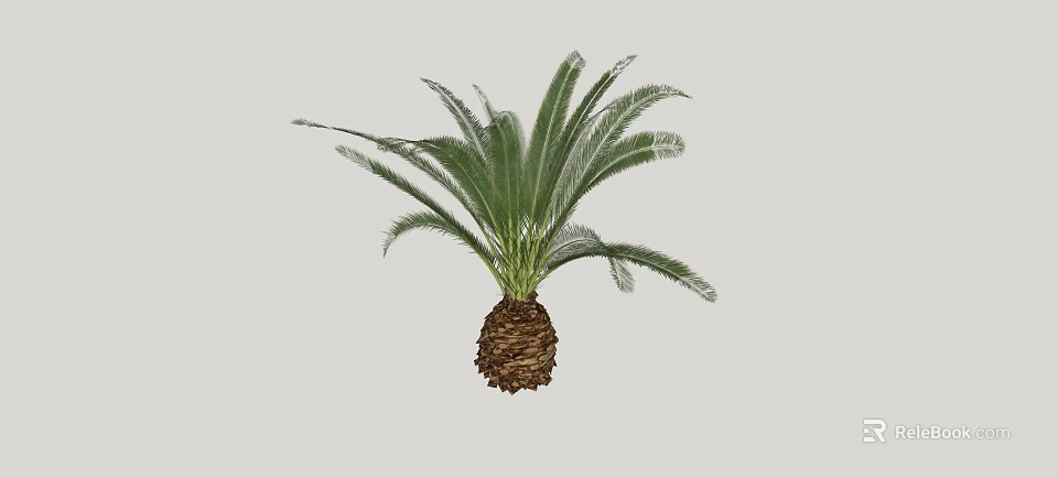 Tropical Cycas Arbor With Large Green Fronds And Brown Trunk Base 3d model 