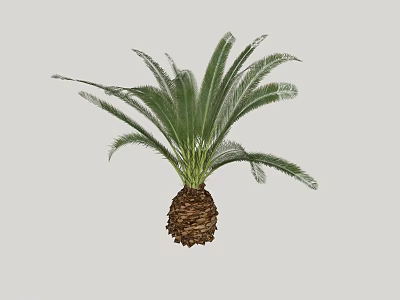 Tropical Cycas Arbor With Large Green Fronds And Brown Trunk Base 3d model