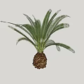 Tropical Cycas Arbor With Large Green Fronds And Brown Trunk Base