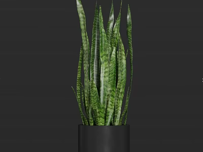 Green Potted Plant with Long Striped Leaves in Black Cylindrical Pot 3d model