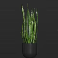 Green Potted Plant with Long Striped Leaves in Black Cylindrical Pot