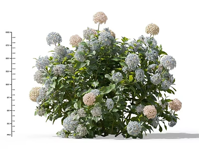 Lush Hydrangea Bush With Mixed Pink Blue And White Blooms And Green Leaves 3d model