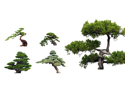 Various Types of Arbor Trees With Unique Shapes for Landscape Decoration 3d model