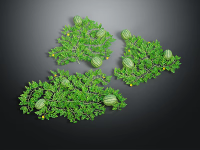 Lush Green Watermelon Vines Bearing Ripe Fruits And Small Yellow Blooms 3d model