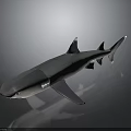 3D Rendered Shark With Streamlined Body And Dorsal Fins On Dark Gradient Background
