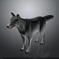Gray and White Wolf in Standing Pose on Reflective Floor with Gray Gradient Background 3d model