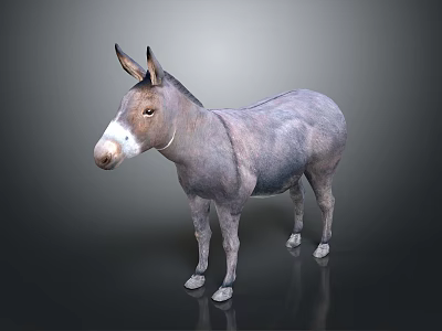 Realistic Gray Donkey 3D Model With White Muzzle Standing On Dark Background 3d model