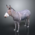 Realistic Gray Donkey 3D Model With White Muzzle Standing On Dark Background 3d model