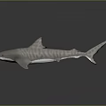 Grey Striped Shark Swimming With Distinctive Body Patterns And Sharp Fins