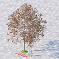 Tall Pagoda Tree With Brown Leaves Standing On Paved Ground Casting Sunlight Shadow 3d model