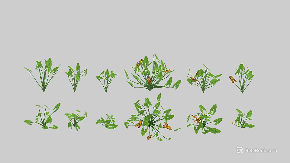 Various Types of Aquatic Plants with Green Leafy Foliage and Growth Traits 3d model 