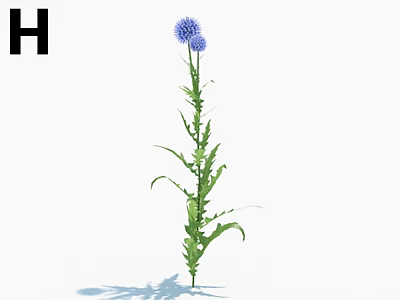 Blue Flower with Green Stem and Leaves on White Background and Letter H 3d model