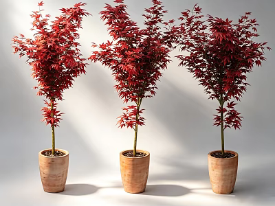 Three Potted Bonsai Trees with Red Leaves in Brown Ceramic Pots against White Background 3d model