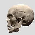 Human Male Skull Anatomical Model Showing Detailed Bone Structure And Features