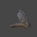 Realistic Woodpecker Taxidermy Specimen Perched On Natural Branch