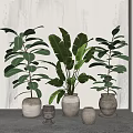 Leafy Tropical Potted Plants In Ceramic Pots For Sunlit Indoor Corner